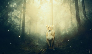 lioness in the forest